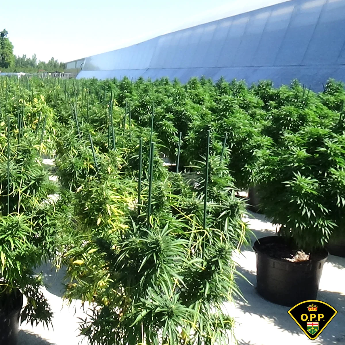 OPP Dismantles Major Illicit Cannabis Operation on Tyendinaga Mohawk Territory